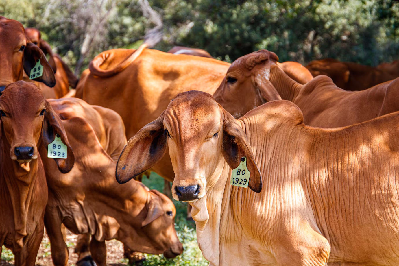 cows-green-field-sunny-day_181624-56199